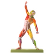 Anatomical Models Image