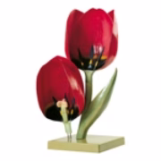 Botanical Models Image