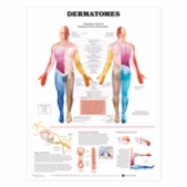 Anatomical Charts Image
