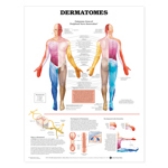 Anatomical Charts Image