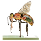 Zoological Models Image