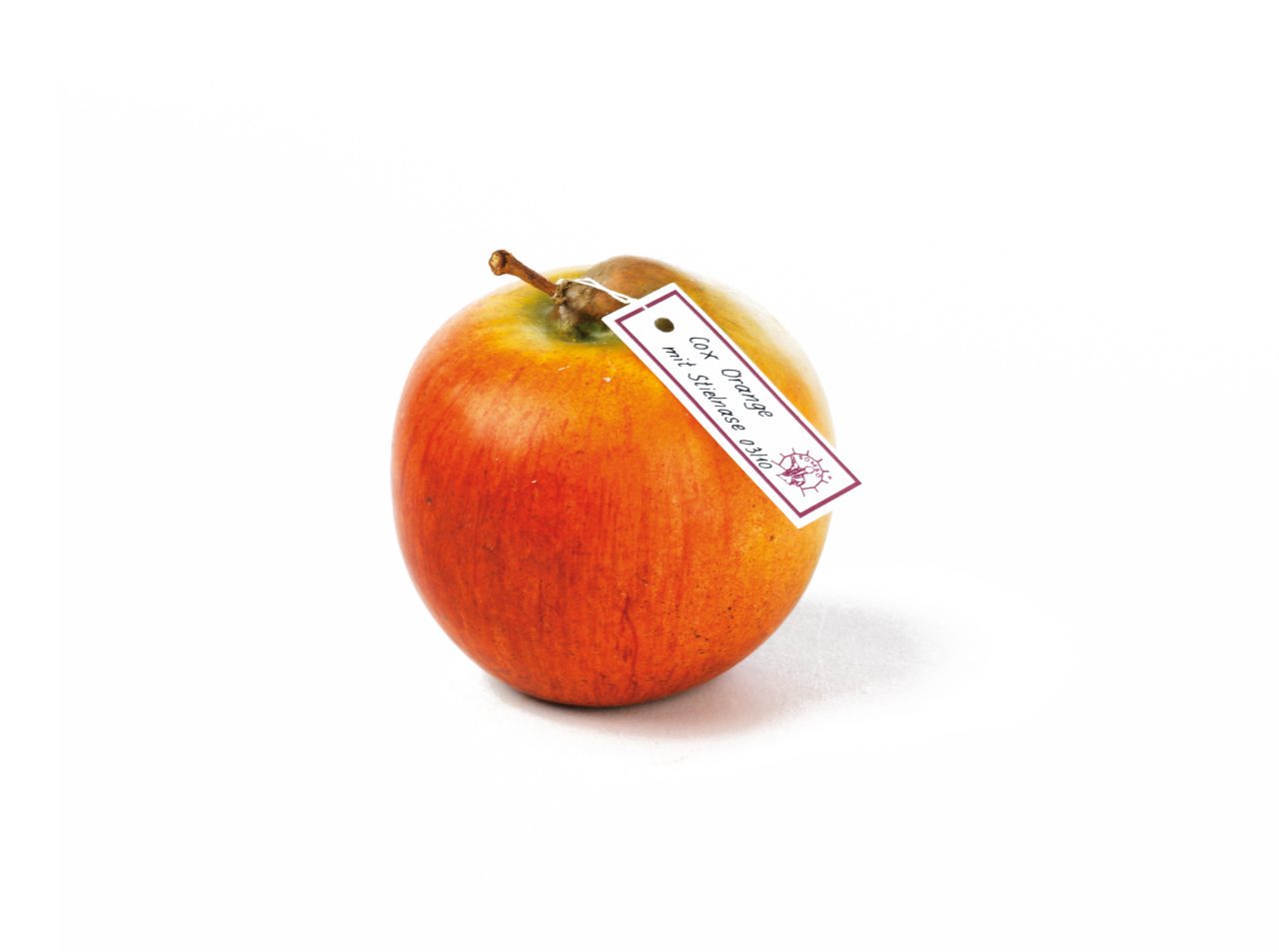 Cox's Orange Pippin With Thick Stem