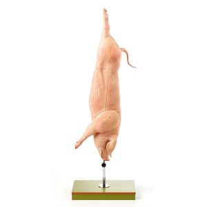 Model of the Carcass of a Pig