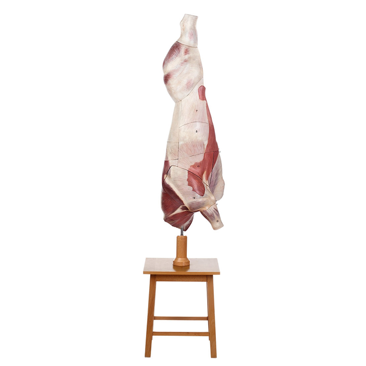 Model of the Carcass of a Young Bull
