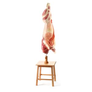 Model of the Carcass of a Young Bull