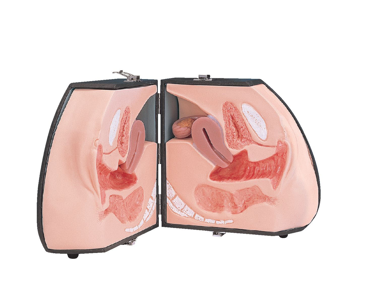 Female Organ Model