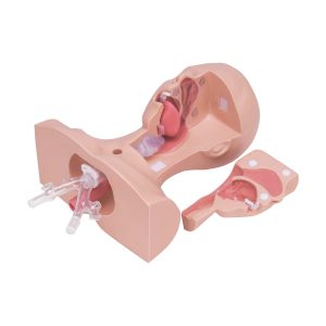 Suction Training Model Type II