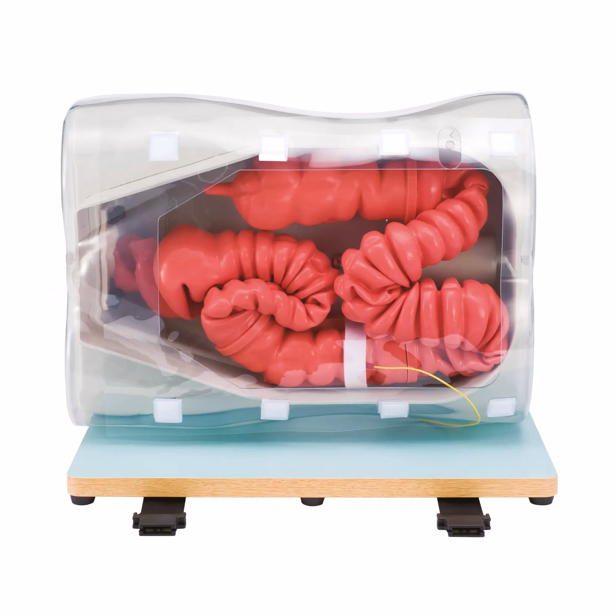 Colonoscopy (Lower GI Endoscopy) Simulator Type II