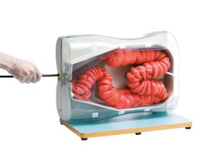 Colonoscopy (Lower GI Endoscopy) Simulator Type II