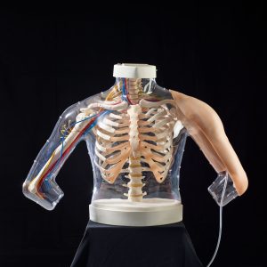 Intramuscular Injection  Model of Upper Arm Muscles