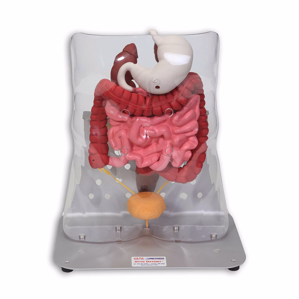Otto Ostomy Model - Advanced