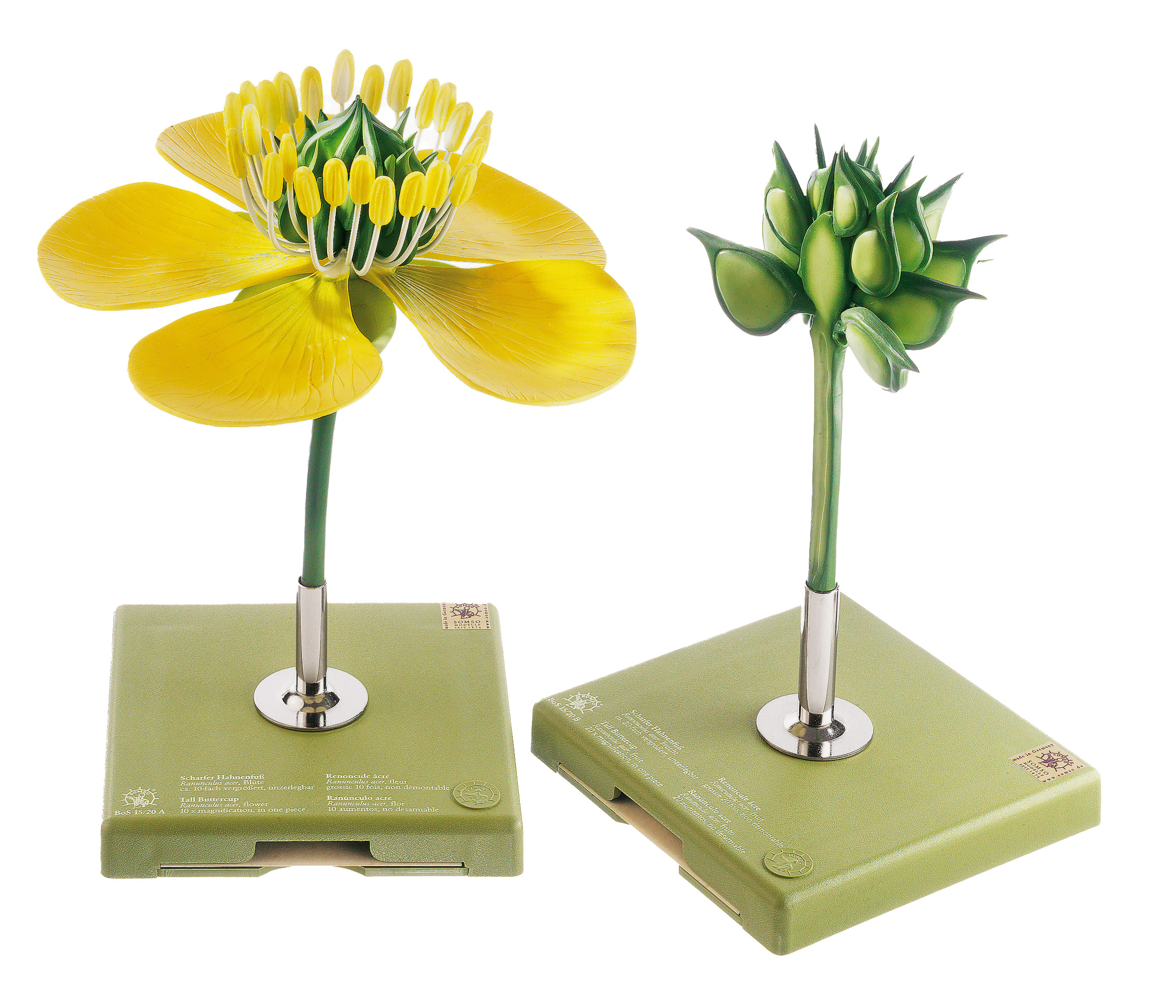 Buttercup, Flower and Fruit