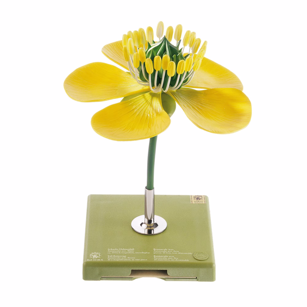 Buttercup – Flower