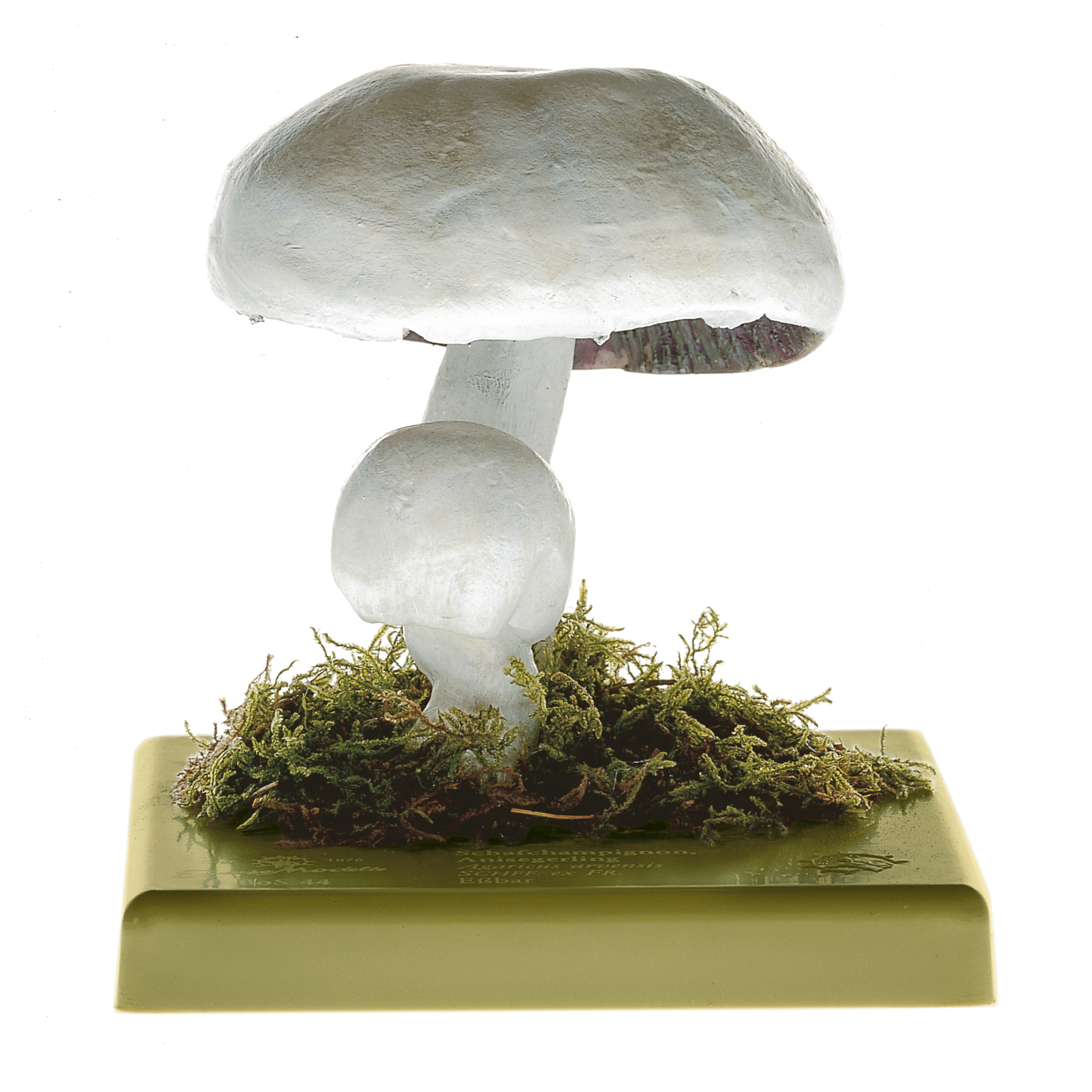 Horse Mushroom