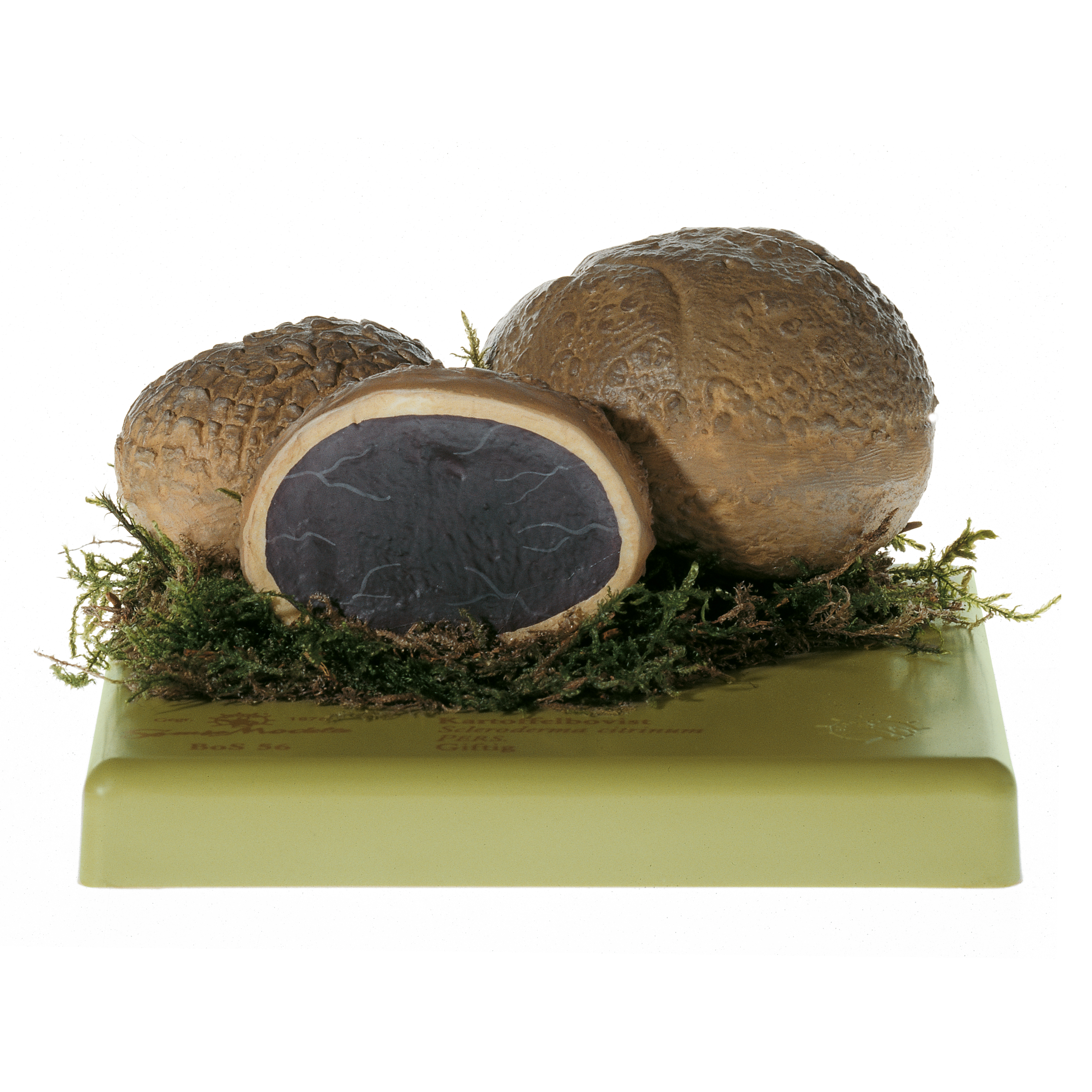 Common Earthball