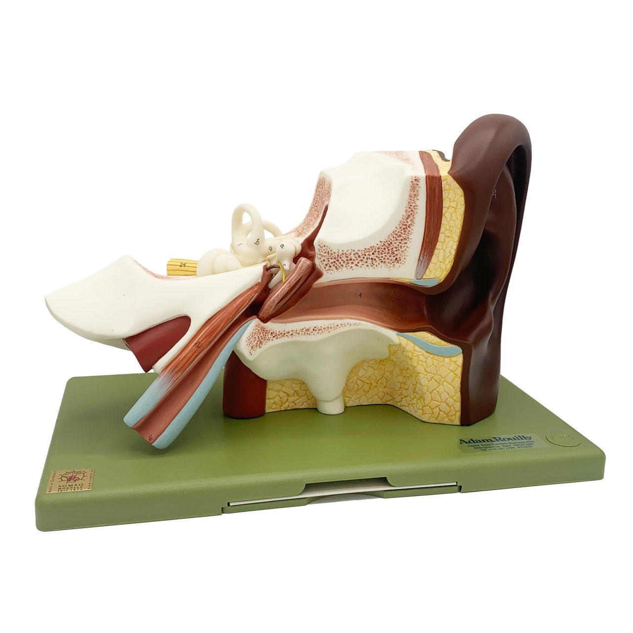 Ear - Separates Into 3 Parts, Dark