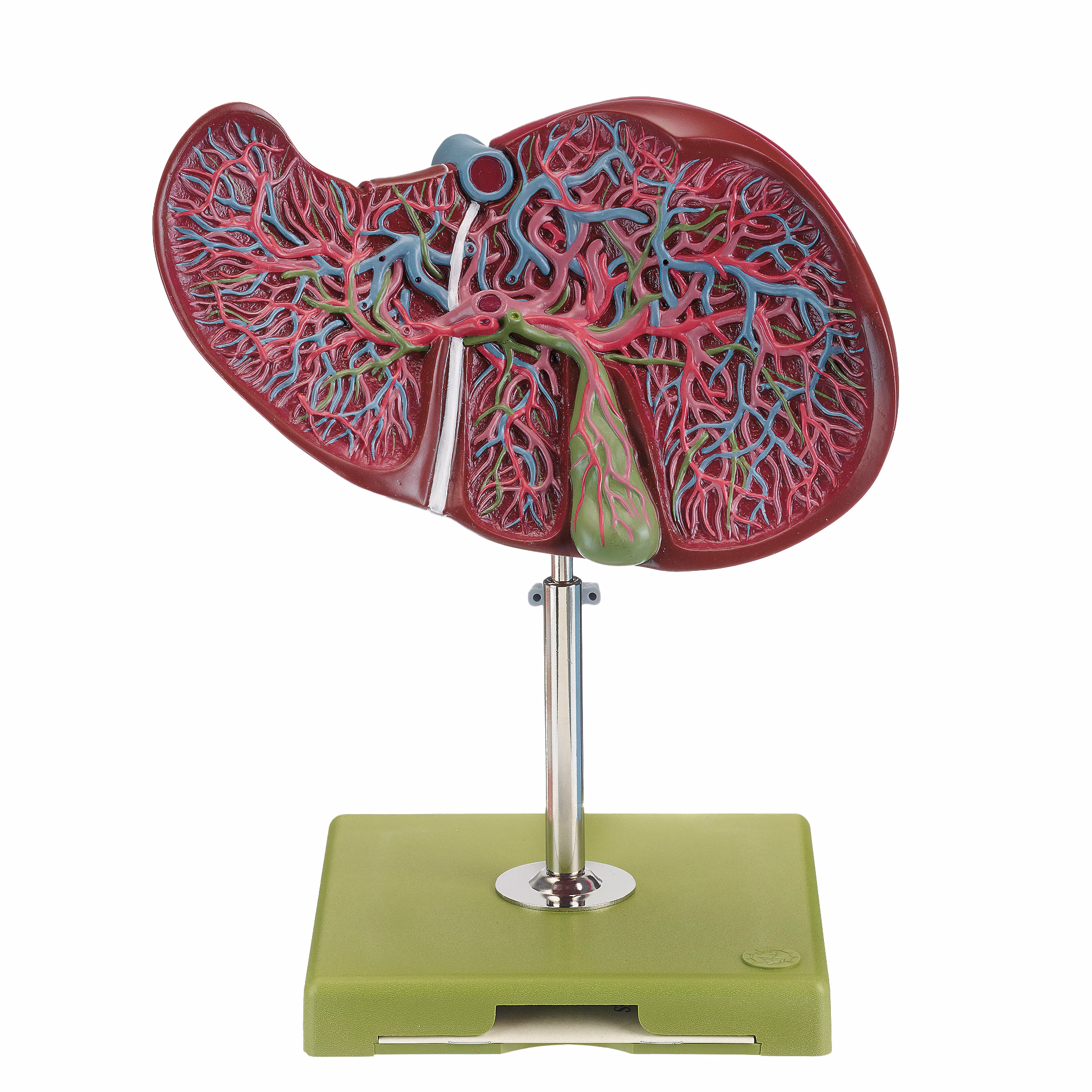 Liver and Gall Bladder