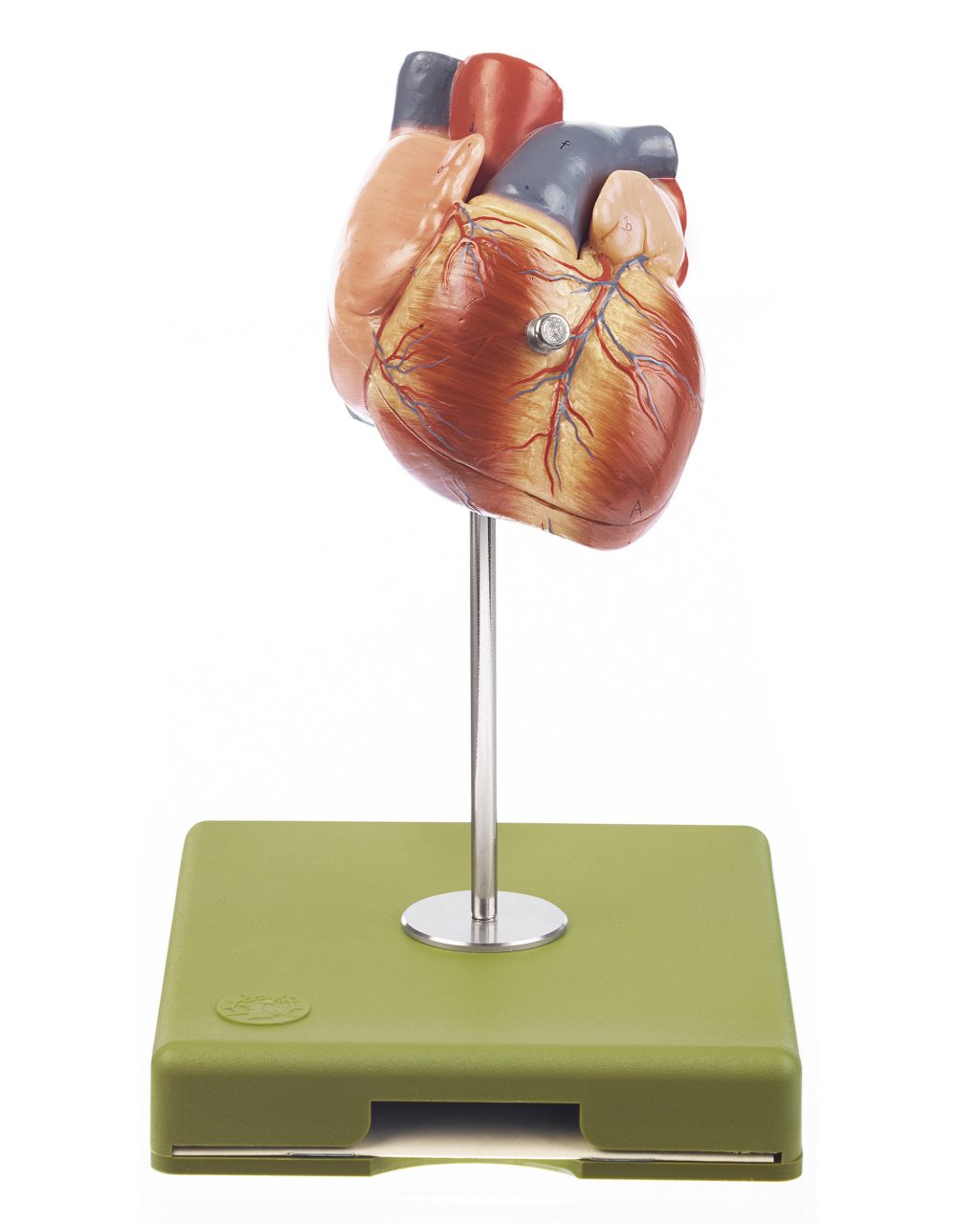 Heart
