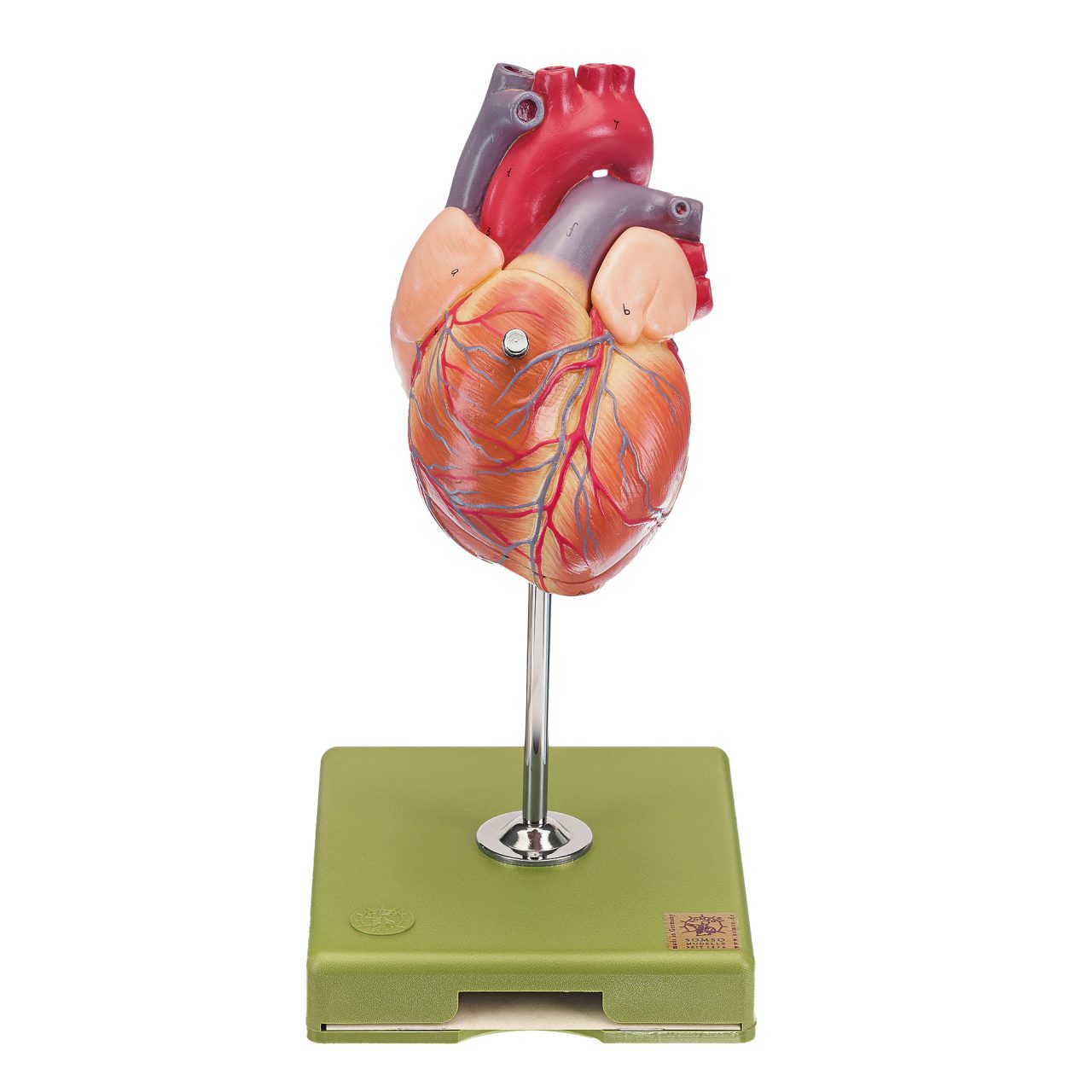 Heart - Separates Into 2 Parts