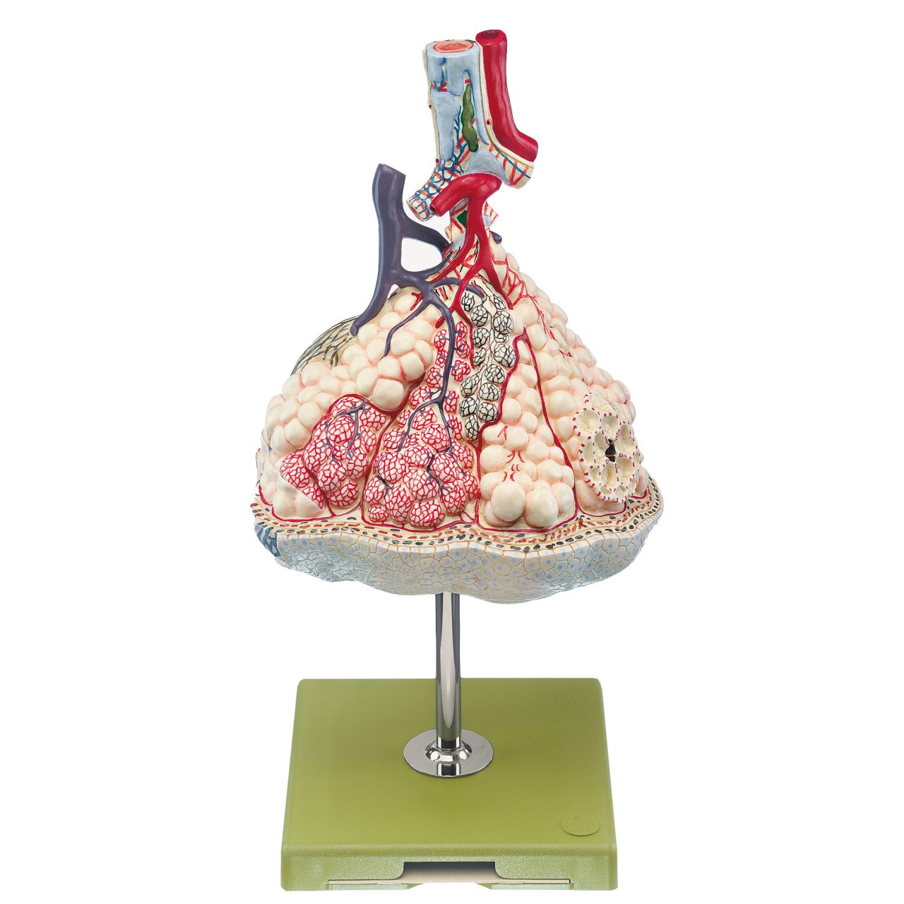 Lobule of the Lung