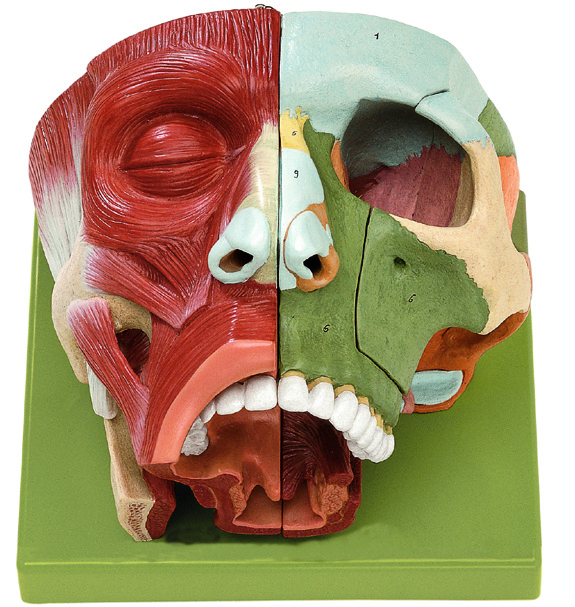 Nose and Nasal Cavities