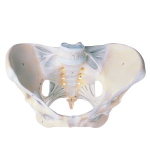 Female Pelvis With Ligamentous Apparatus