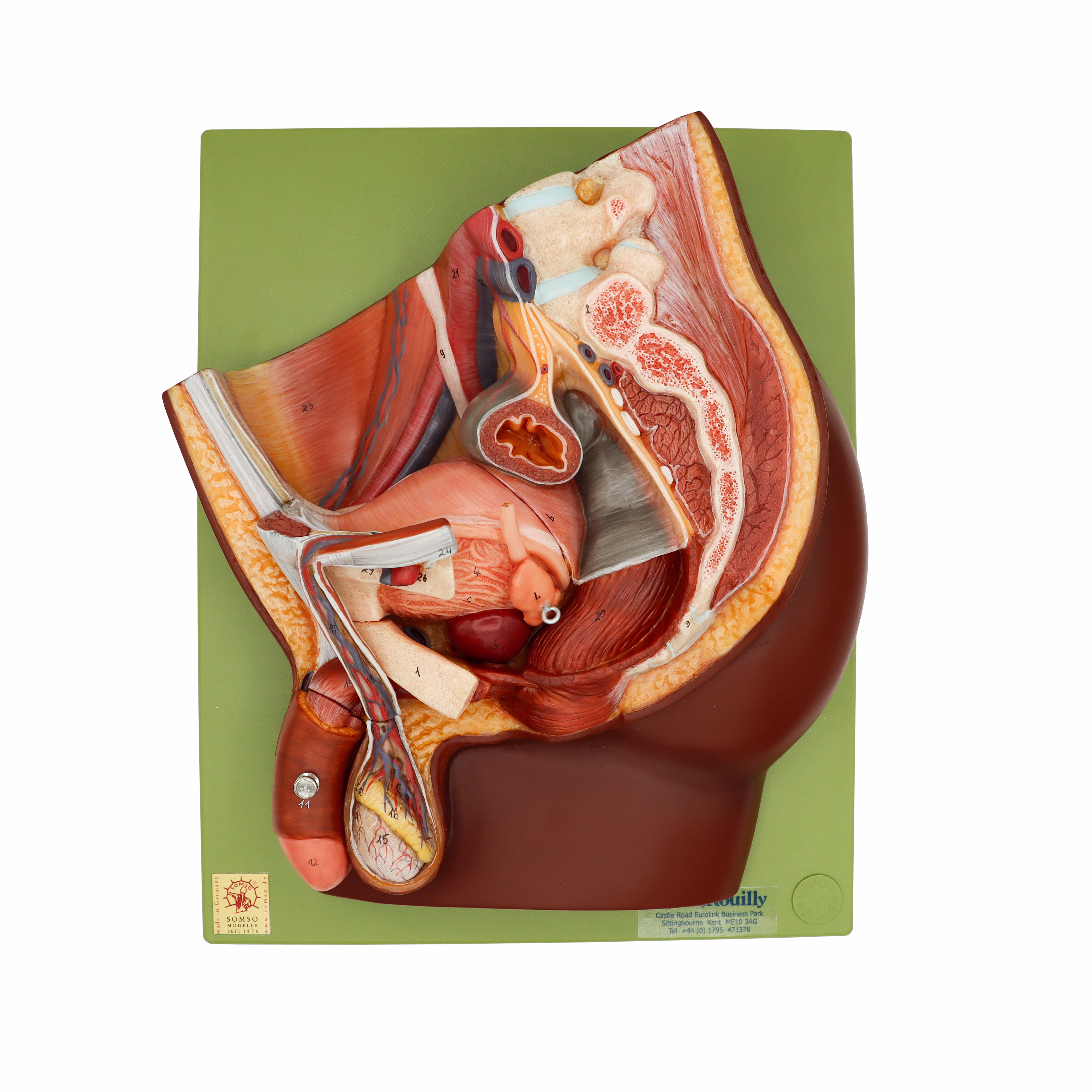 Median Section of Male Pelvis, Dark
