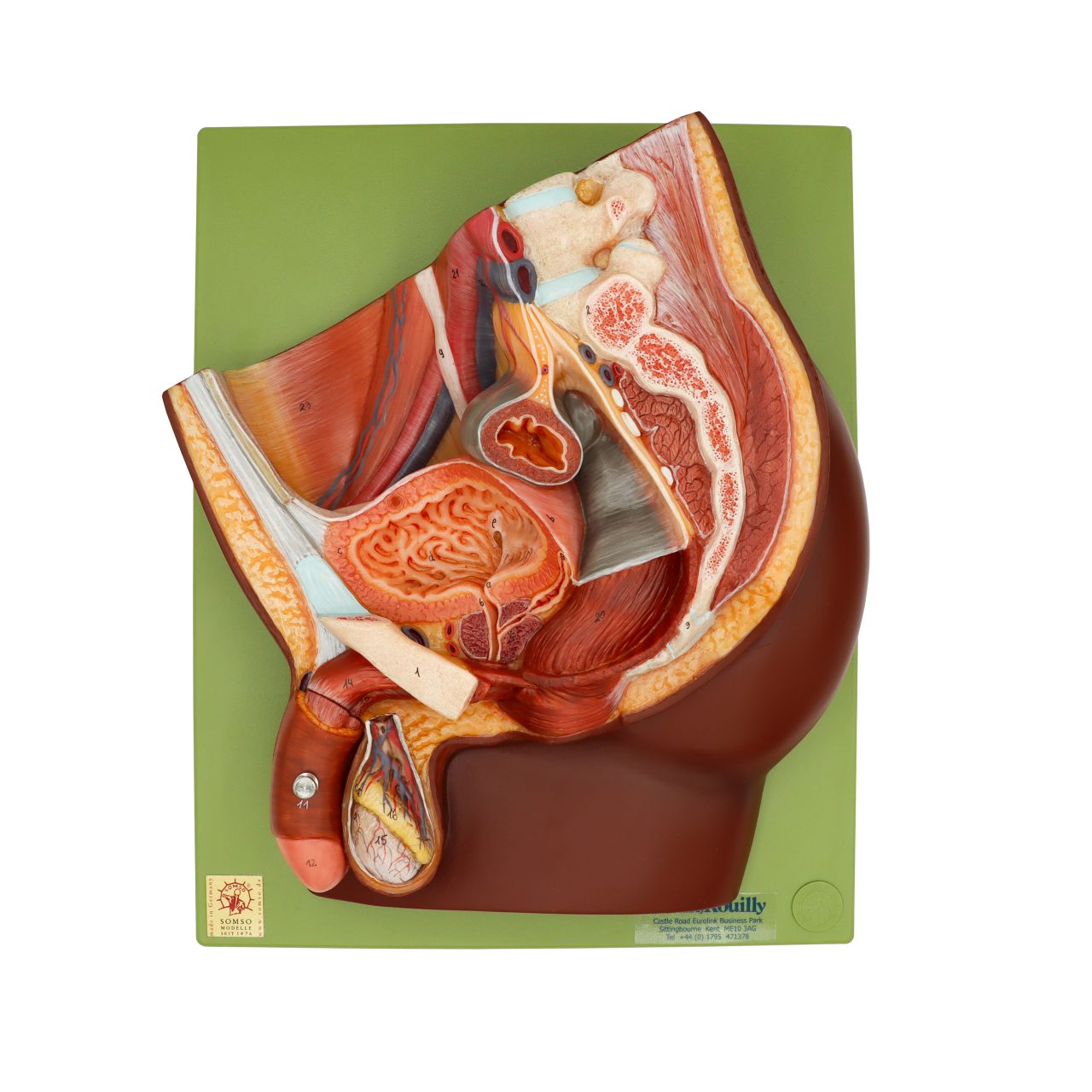 Median Section of Male Pelvis, Dark