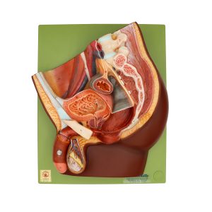 Median Section of Male Pelvis, Dark