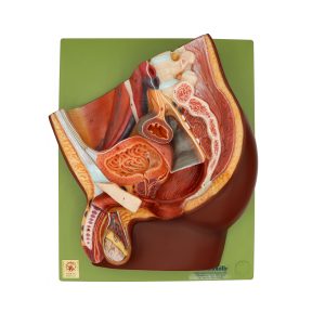 Median Section of Male Pelvis, Dark