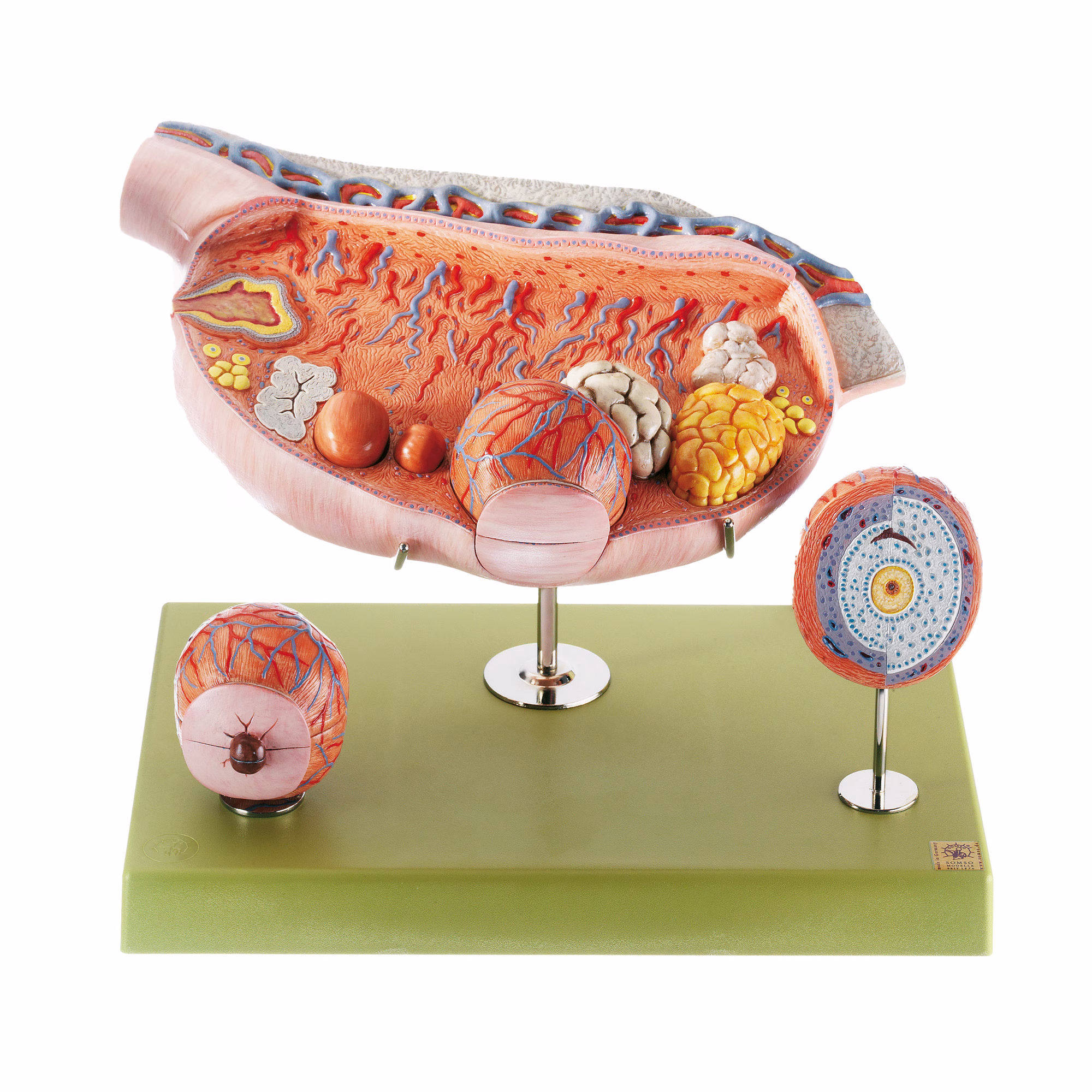 Model of the Ovary