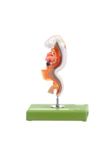 Human Embryo - Approximately 28 Days Old