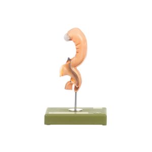 Anatomy of Human Embryos