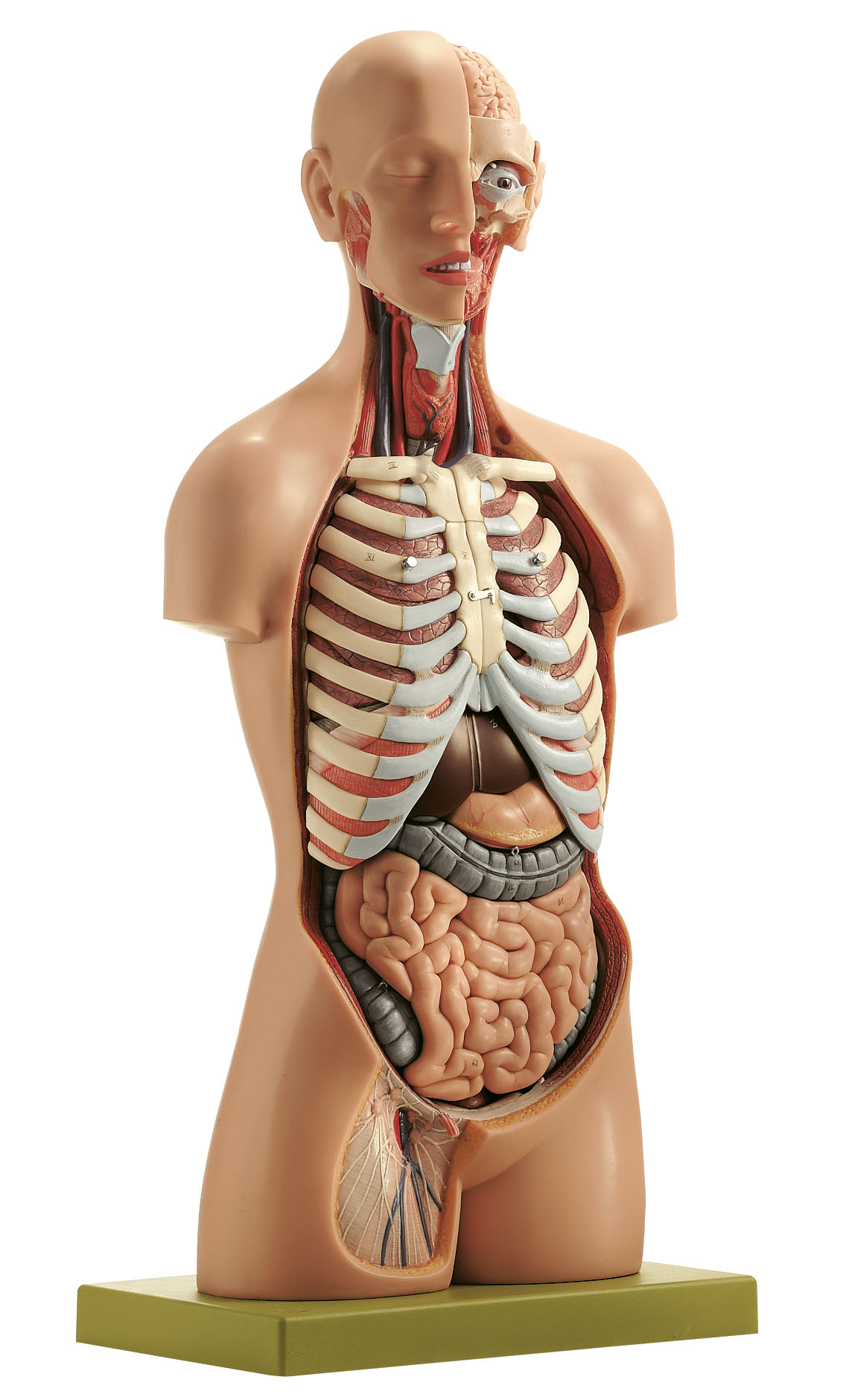 Male Torso With Head, Light