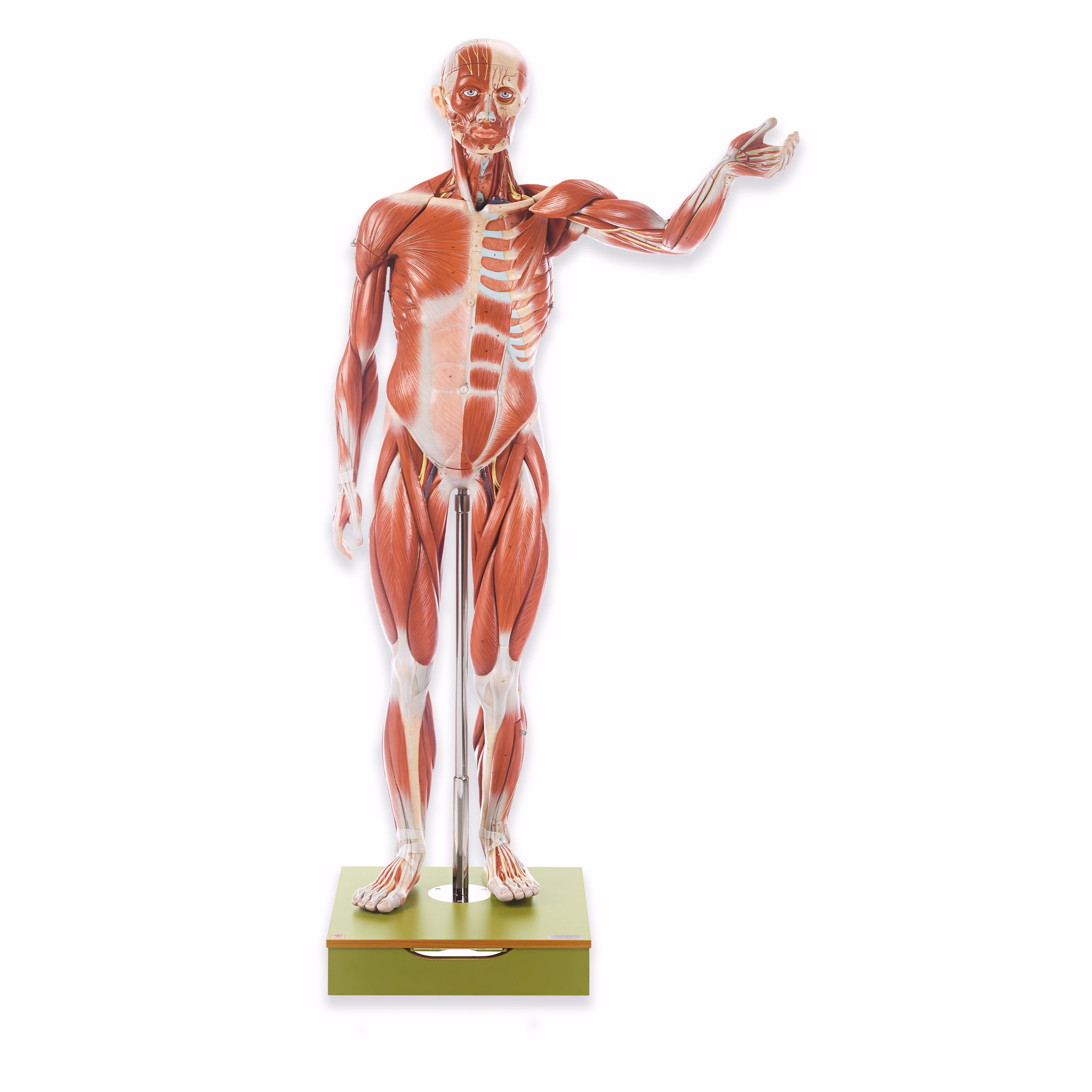 Male Muscle Figure