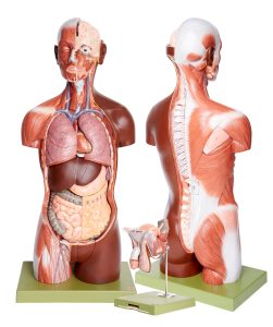Torso With Head, Open Back and Interchangeable Male and Female Genitalia, Dark