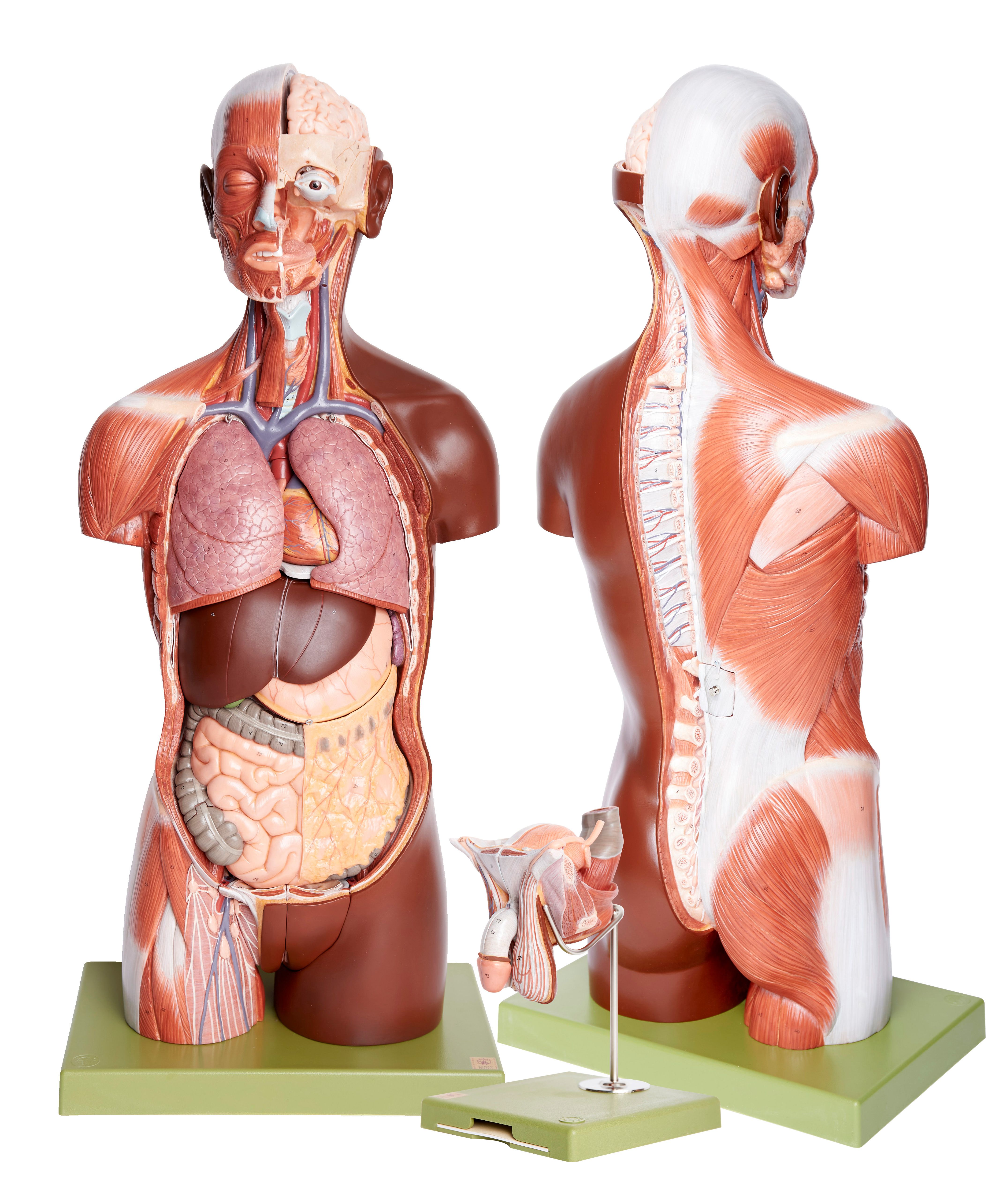 Torso With Head, Open Back and Interchangeable Male and Female Genitalia, Dark