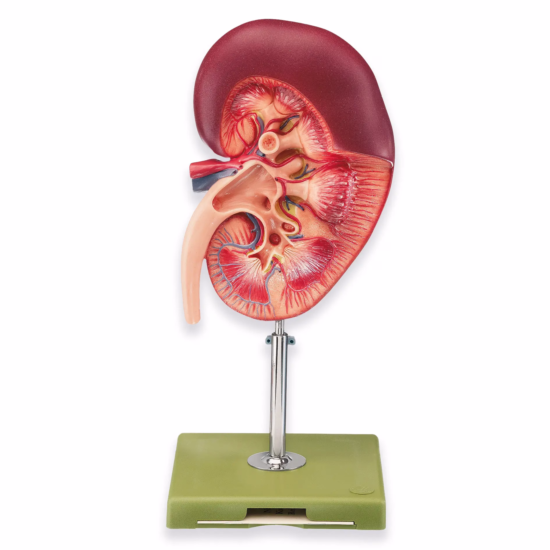 Right Kidney