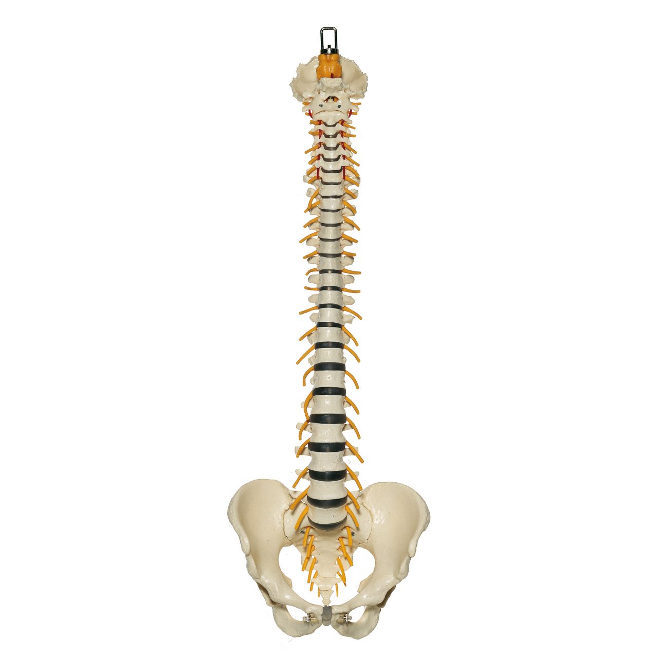 Vertebral Column With Pelvis (Flexibly Mounted)