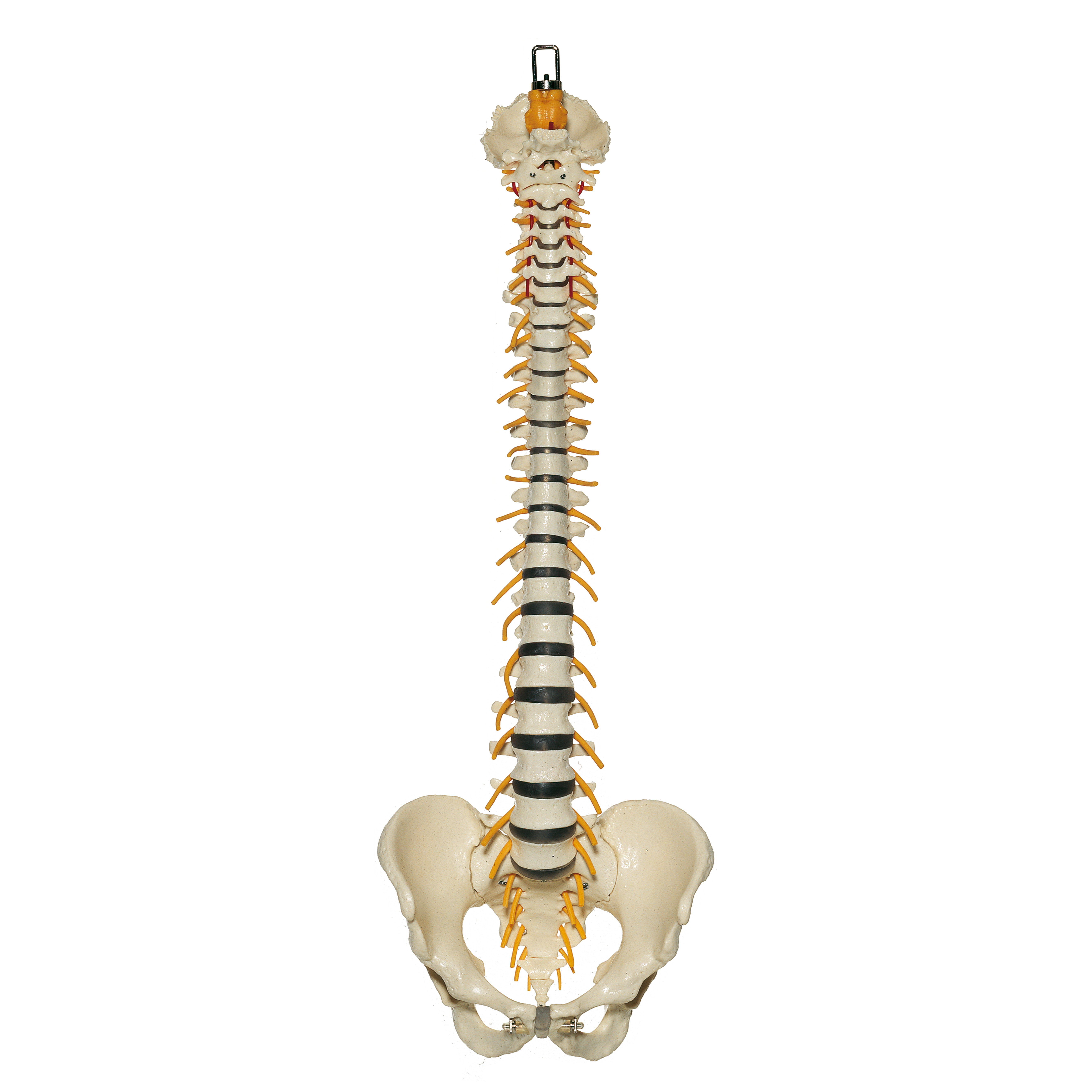 Vertebral Column With Pelvis (Flexibly Mounted)