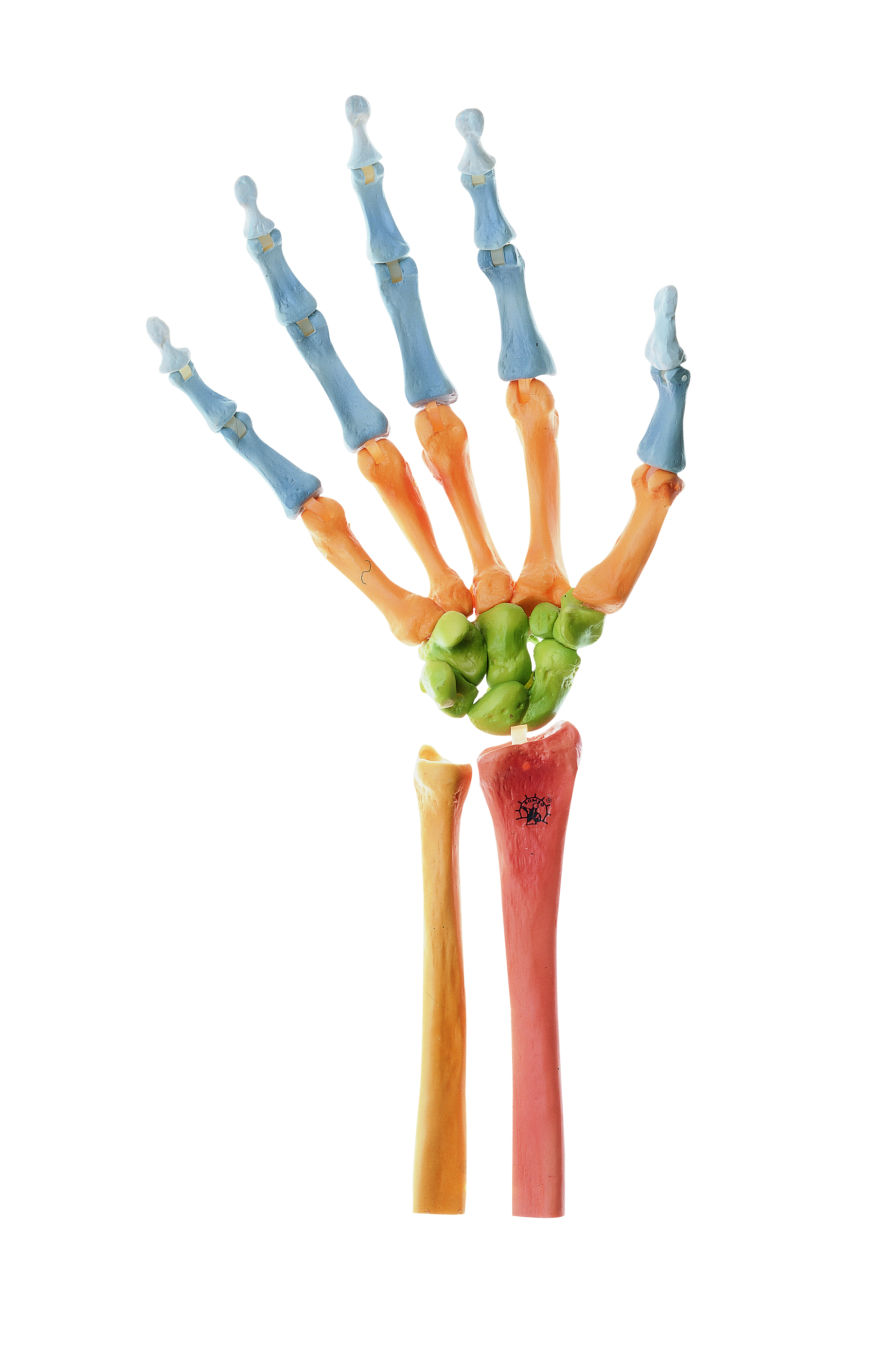 Skeleton of the Hand, Right (Movable Joint Mechanism and Coloured)