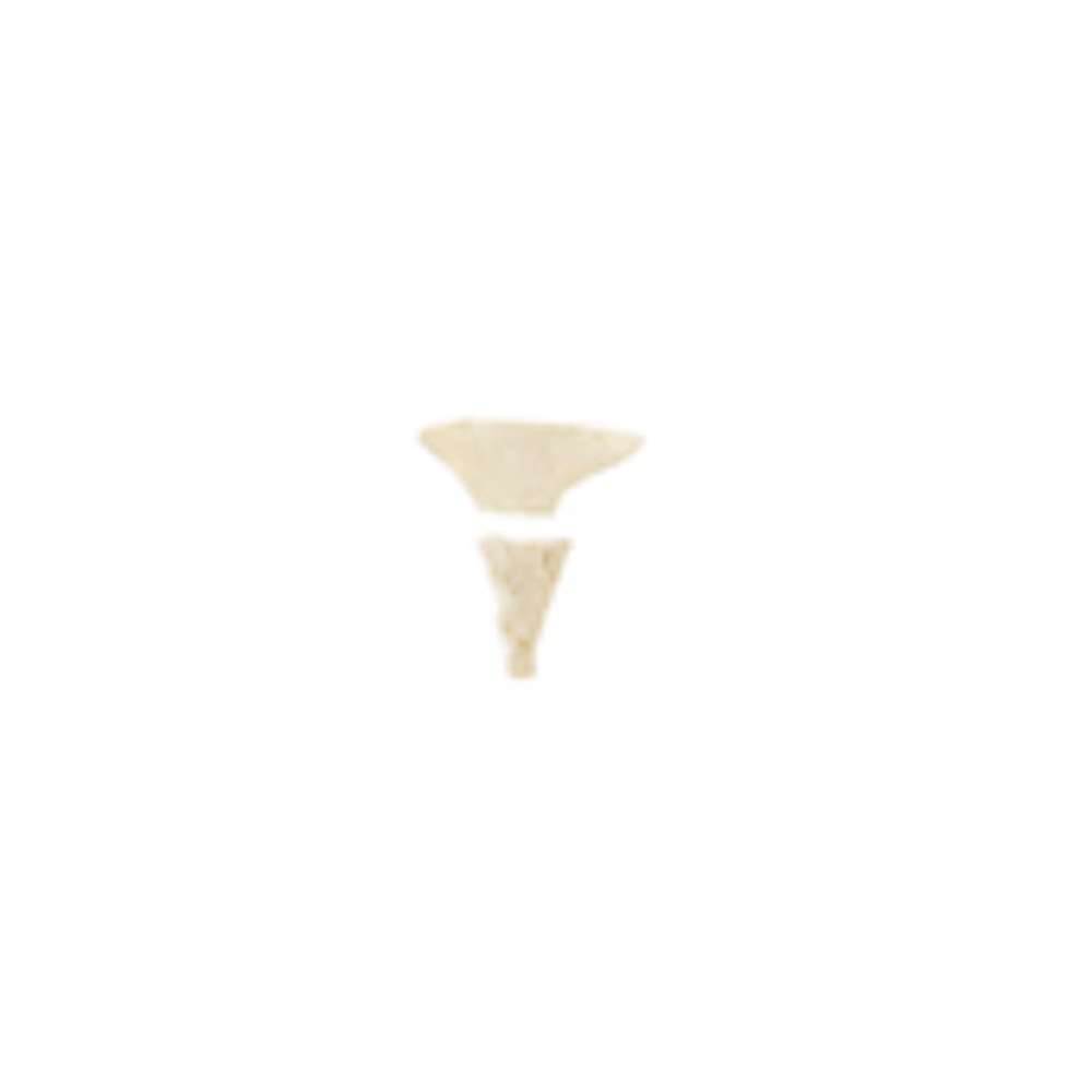Coccyx