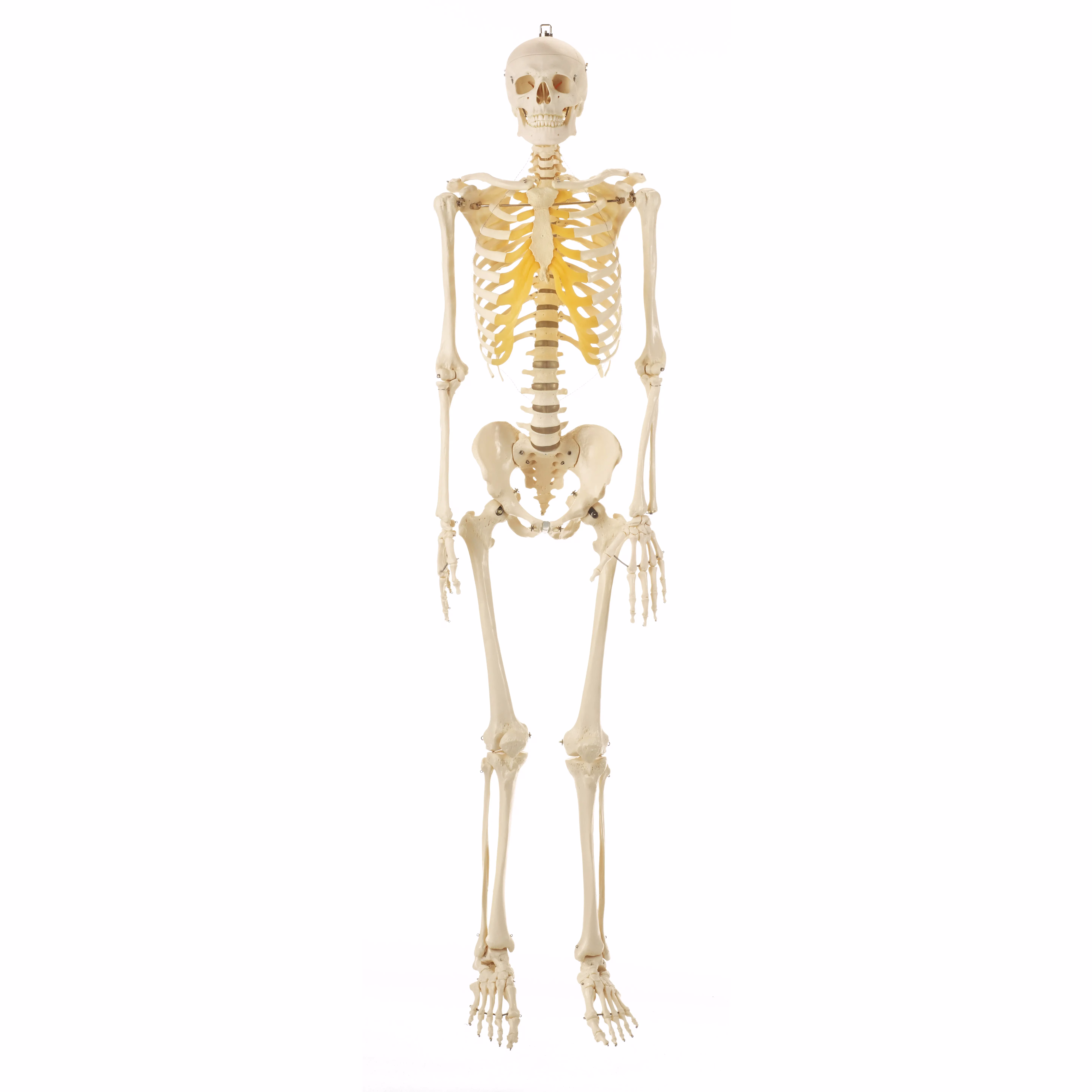 Artificial Human Skeleton – Male