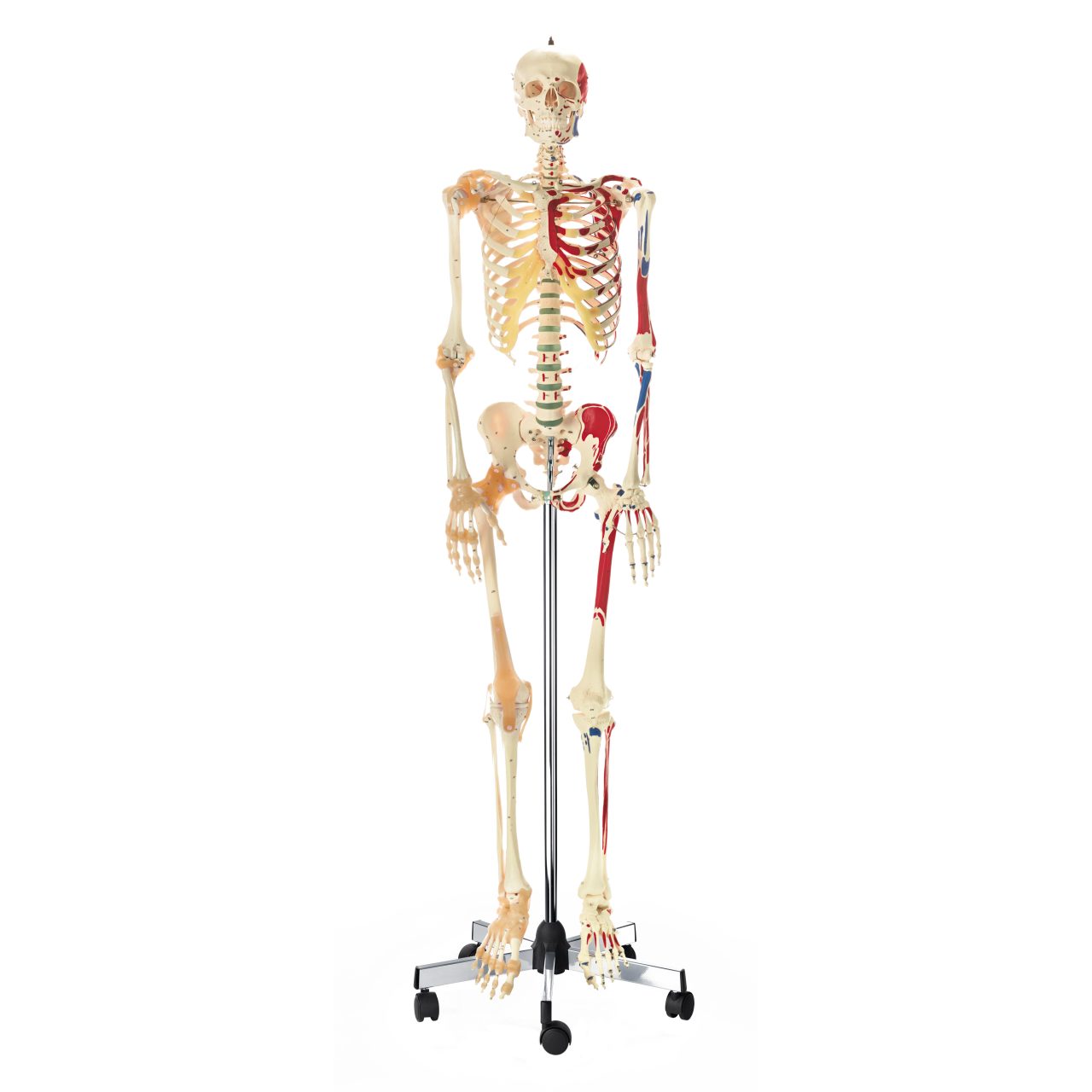 Artificial Human Skeleton - Male