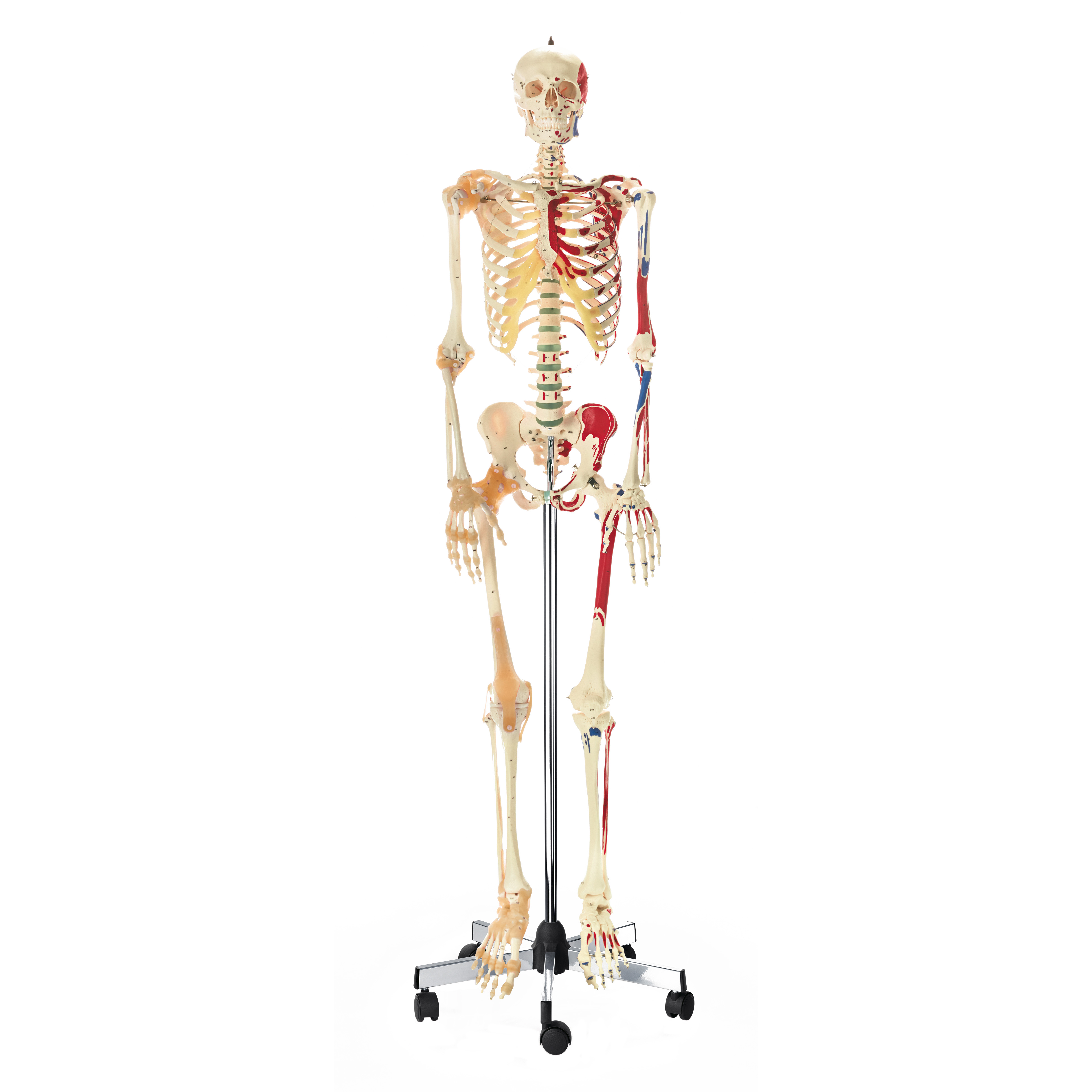 Artificial Human Skeleton – Male