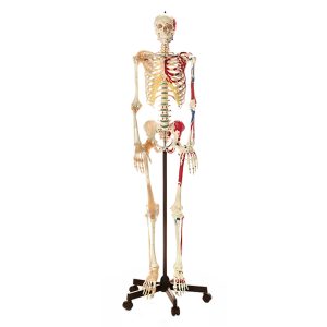 Artificial Human Skeleton - Male