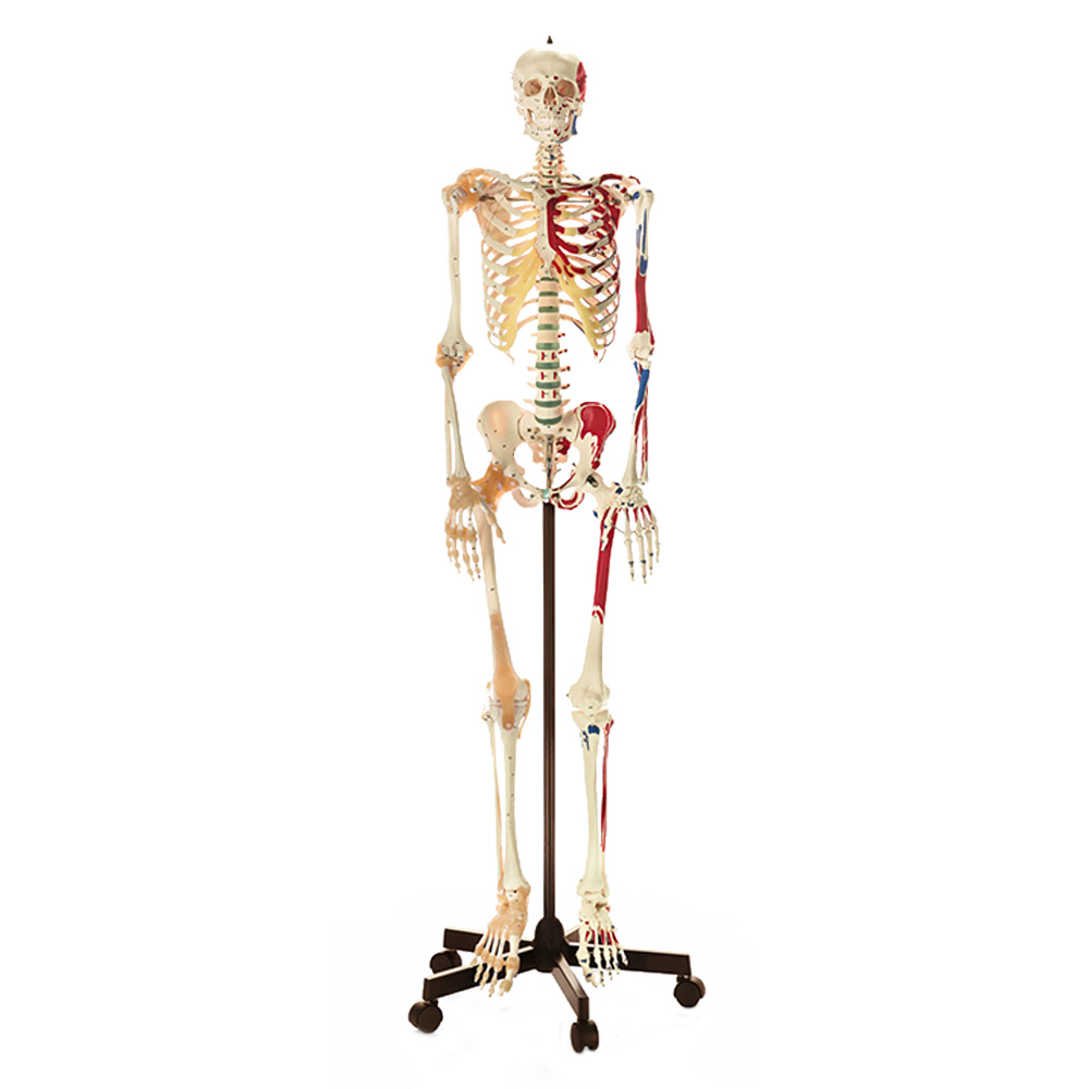 Artificial Human Skeleton – Male