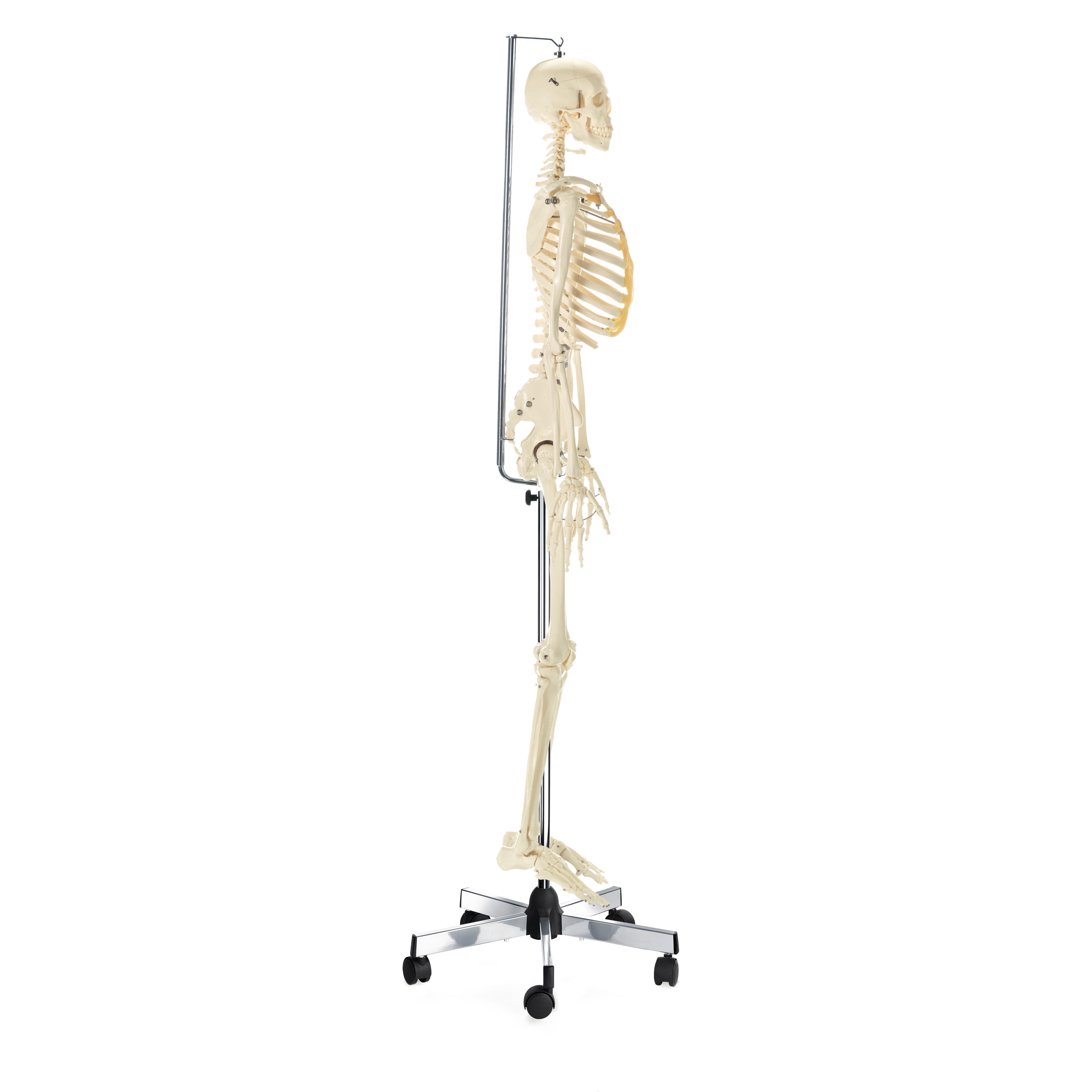 Male Skeleton With Flexible Spine