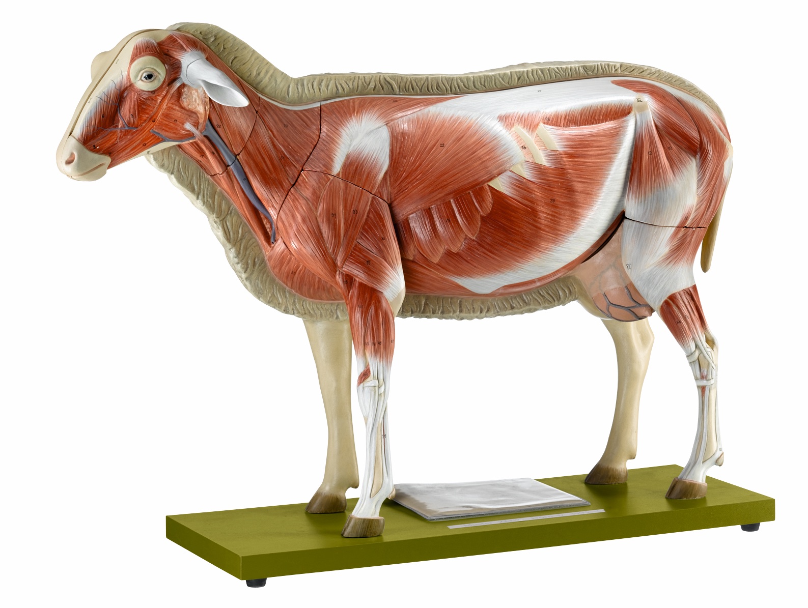 Sheep