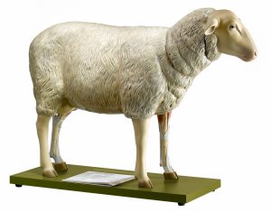 Sheep